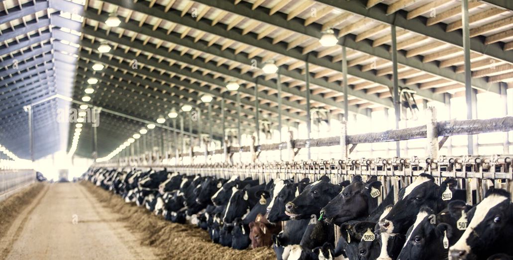 Image showing modern Digital dairy product Marketing Strategy via cow farm